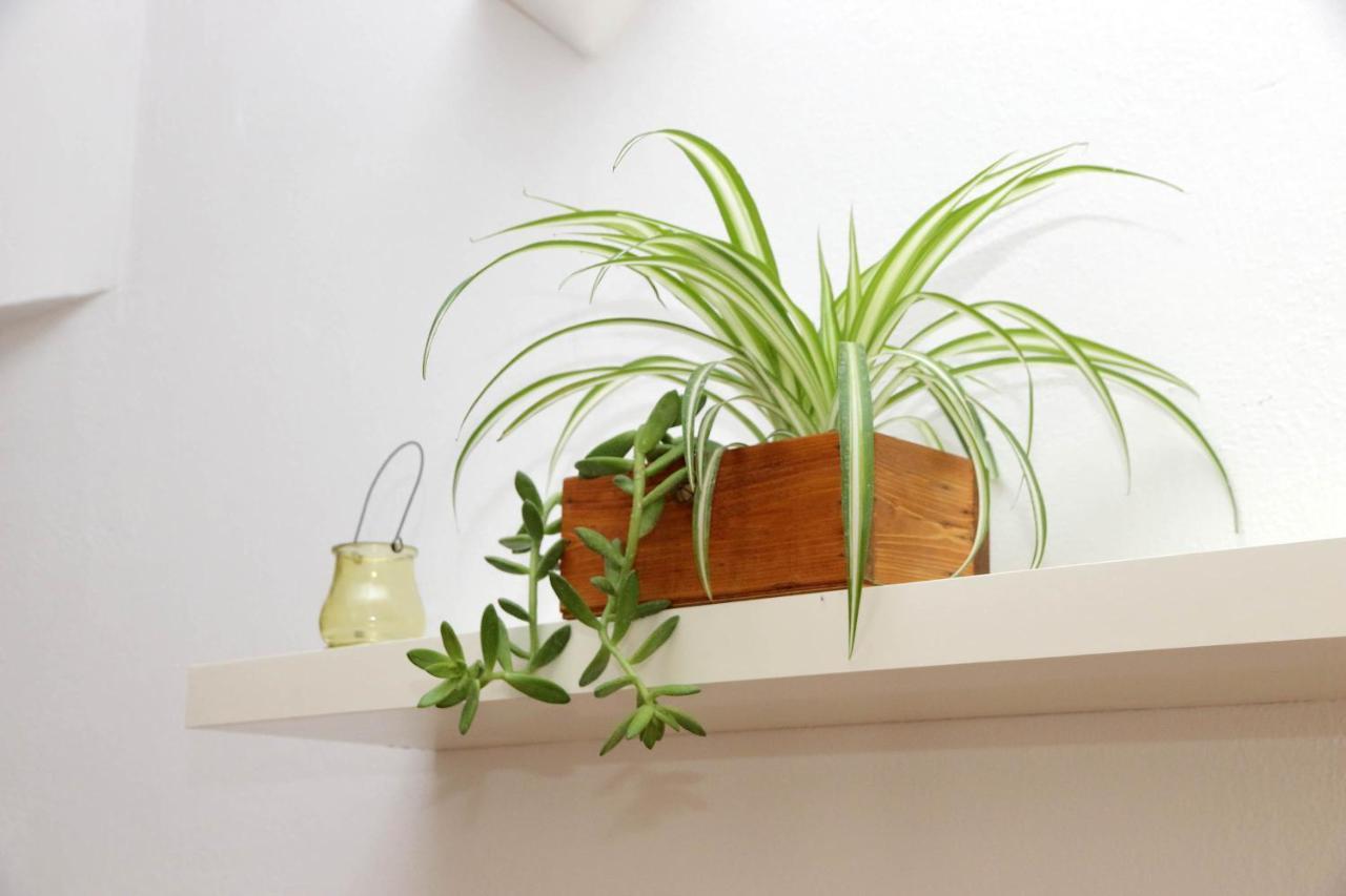 רומא Campo De' Fiori Cute Apartment מראה חיצוני תמונה